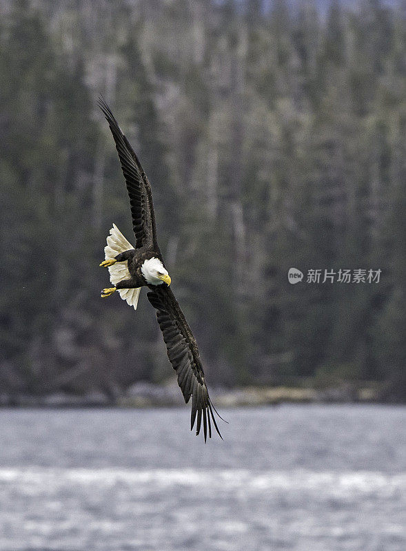 白头秃鹰(Haliaeetus leucocephalus)是一种猛禽，发现于阿拉斯加的锡特卡海峡上空，阿拉斯加。